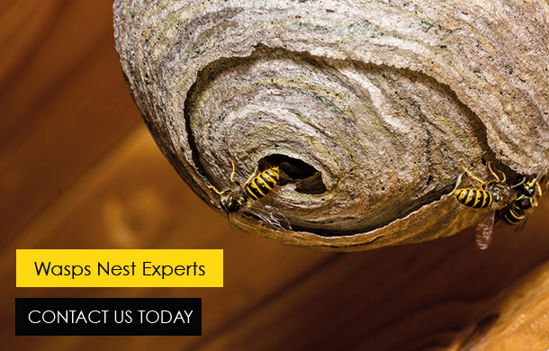 Buzz Bees Wasp Control In Essex and London