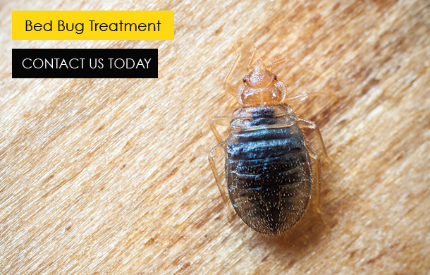 Buzz Bees Bed Bug Treatment In Essex and London