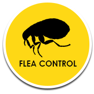 Buzz Bees Flea Control